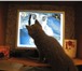 Foto в Домашние животные Вязка Милая британская кошечка,  голубого окраса(без в Костроме 0
