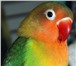 Foto в Домашние животные Птички продам неразлучника пол птицы неизвестен в Красноярске 1 000