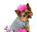 Изображение в Домашние животные Товары для животных Распродажа одежды для собак от URBAN DOGS. в Москве 0