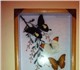 Продаю коллекцию бабочек (7 видов),  офо