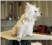 Фото в Домашние животные Стрижка собак Услуги профессионального грумера в Конаково.Стрижка в Конаково 1 500
