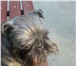 Фотография в Домашние животные Вязка собак Девочка Бельгийский гриффон ищет мальчика в Тюмени 100