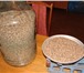 Фотография в Прочее,  разное Разное продаем сеянцы и семена сосны а также саженцы в Твери 2