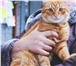 Фотография в Домашние животные Потерянные Найден рыжий кот на ул. Шишкова. Очень красивый, в Нижнем Новгороде 0