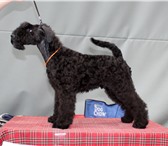 Щенки керри блю терьера  (мальчики) питомник аве купидон 3678652 Керри-блю-терьер фото в Екатеринбурге