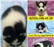 Хаски голубоглазые чёрно-белые щенки 3498148 Сибирский хаски фото в Москве