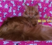 Котята мейн кун красный солид,   Шоу класс 4396160 Мейн-кун фото в Перми