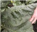 Фотография в Домашние животные Растения Семена табака в розницу и оптом по всей России в Владикавказе 40