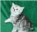 Продается прямоухий котик скоттиш страйт как в рекламе Вискас,  Мальчик – Cameron Sirius Brut Окра 68803  фото в Москве