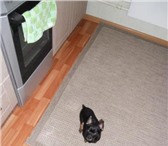 Foto в Домашние животные Вязка собак Кобель мини той-терьера,1,6 кг,17 см.в холке,приглашает в Челябинске 2 000