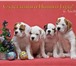 Продаются щенки американского бульдога, Рождены 12, 10, 2010 года от Трайпл Траст Бойфренд (Юный Чемпи 66218  фото в Сыктывкаре