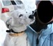 Фото в Домашние животные Отдам даром Чудесный белый пес ищет самого лучшего хозяина. в Новосибирске 0
