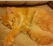 Изображение в Домашние животные Найденные Ребята,помогите пожалуйста!сегодня котенка-подростка в Барнауле 0