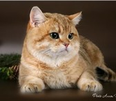 Продаются элитные Британские котята окраса золотая шиншилла (ny11)! Котята крупные, с зелёными г 69147  фото в Москве