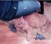 Фото в Домашние животные Отдам даром найден котёнок которая слонялась по улице в Сургуте 0