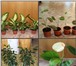 Фото в Домашние животные Растения Продаю очень много комнатных растений, более в Ростове-на-Дону 80