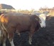 Foto в Домашние животные Другие животные продам бычков симментальской породы живой в Суровикино 110