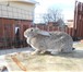 Изображение в Домашние животные Грызуны Продам кроликов крупных пород для разведения. в Москве 300