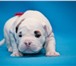 Продаются щенки американского бульдога, рожденные 12 октября 2010 года, папа: Юный Чемпион Росси 67389  фото в Инте