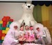 Фотография в Развлечения и досуг Организация праздников Студия праздников «Фиолетовый жираф» предлагает в Москве 2 500
