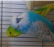 Изображение в Домашние животные Птички Продаются выставочные волнистые попугаи от в Геленджик 5 000