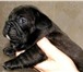 Продам щенков Французкого бульдога, есть мальчики и девочки, окрас тигровый и черный, Родились 27 65672  фото в Костроме