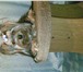 Foto в Домашние животные Услуги для животных кобель, 2,5 года, не развязан, из документов- в Кирове 0