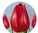 Foto в Домашние животные Растения Компания "Тюльпаны Сибири" поставляет тюльпаны в Новосибирске 33
