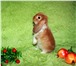 Фото в Домашние животные Грызуны Питомник декоративных кроликов «Пушистое в Москве 5 000