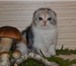 Продажа элитных вислоухих котят из питомника 141651  фото в Фрязино