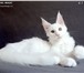 Продам котят породы Мейн-кун 1417202 Мейн-кун фото в Казани