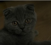 Фото в Домашние животные Вязка коту уже 1,8, а еще не развязаннужна кошка, в Гулькевичи 1 000