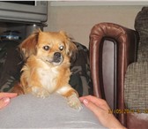 Изображение в Домашние животные Вязка собак нужен кобелек тибетского спаниеля для вязки. в Волгограде 0