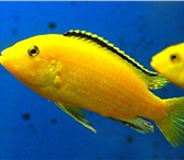 Фотография в Домашние животные Рыбки Продаю аквариум с большими рыбками, растениями, в Саранске 3 000