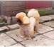 Foto в Домашние животные Услуги для животных Стрижка собак и кошек. Стрижка (модельная в Москве 1 500