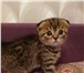 Изображение в Домашние животные Вязка Опытный , нежный , ласковый котик , приглашает в Ростове-на-Дону 2 000