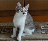 Изображение в Домашние животные Отдам даром Отдам в хорошие руки котенка - кошечку 3 в Иркутске 1