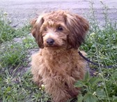 Фото в Домашние животные Вязка собак Молодой,энергичный, добрый, ласковый пес в Воронеже 0