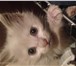 Фото в Домашние животные Отдам даром Малышка 1,5 месяца ищет заботливых и любящих в Владикавказе 0
