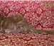 Котенок Мейн Кун красный солид 2247259 Мейн-кун фото в Екатеринбурге