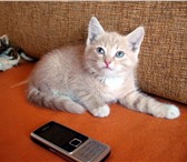 Отдам очаровательных котят в добрые заботливые руки, Окрас персиковый и рыжий, возраст 2 месяца, ч 69688  фото в Новосибирске