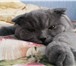 Изображение в Домашние животные Вязка шотландский кот - голубого окраса, опытный, в Ангарске 0