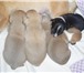 Продаются щенки Чихуахуа 3 мальчика и 2 девочки с родословной, очень хорошенькие, Цена: Договорная 66442  фото в Таганроге