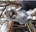 Foto в Домашние животные Грызуны продаю декоративных кроликов-самочек. Очень в Астрахани 200