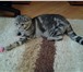 Фотография в Домашние животные Вязка Молодой шотландский котик приглашает кошечек в Сургуте 0
