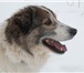 Пунш – пушистый пес, среднего размера (в холке около 50см), кастрирован, возраст около 4-5 лет, 64796  фото в Москве