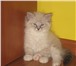 В питомнике Великий Охотник продаются котята от Чемпиона мира Де Арамиса Синеглазый Ангел и Чемпион 69431  фото в Москве