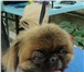 Foto в Домашние животные Стрижка собак Собака -это отражение своего хозяина.Хотите в Новороссийске 600