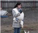 Изображение в Прочее,  разное Разное Внимание!Дрессировка и воспитание собак опытными в Омске 0