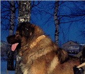 Изображение в Домашние животные Вязка собак Предлагаю для вязки (мальчика) Кавказскую в Костроме 0